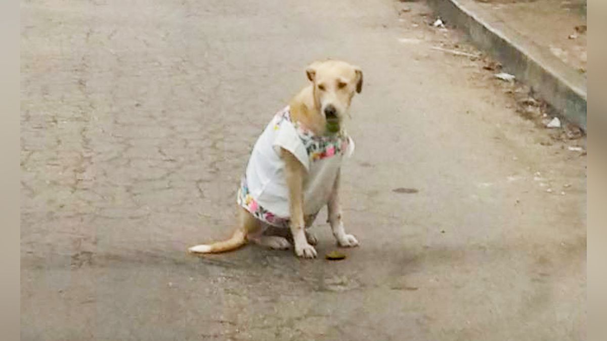 24 Morelos Perrita callejera Yucatán