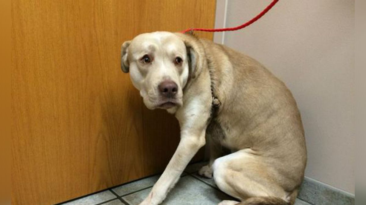 24 Morelos Perro asustado