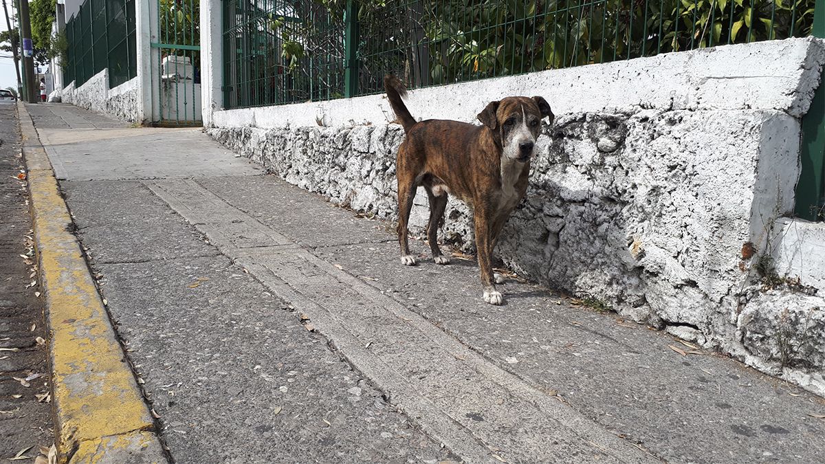 24 Morelos Perro abandonado
