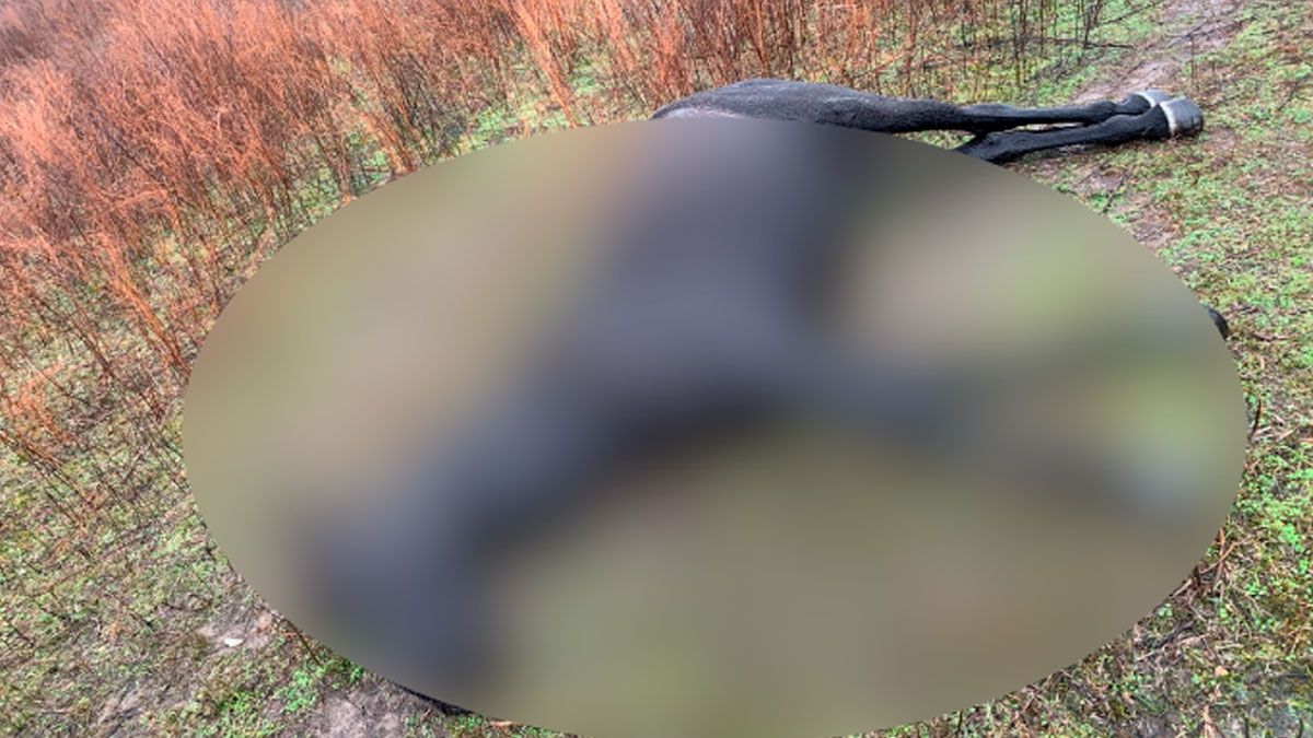 Asesinan a 15 caballos en bosque de Kentucky con arma de fuego