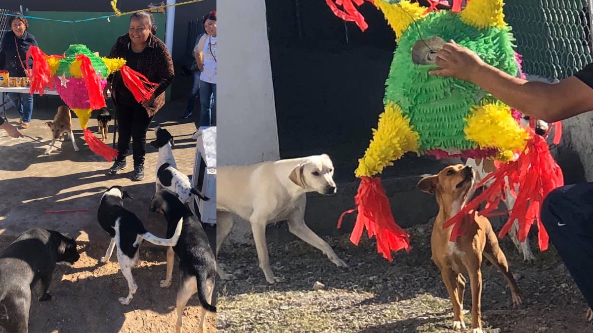 Posadita canina 2019