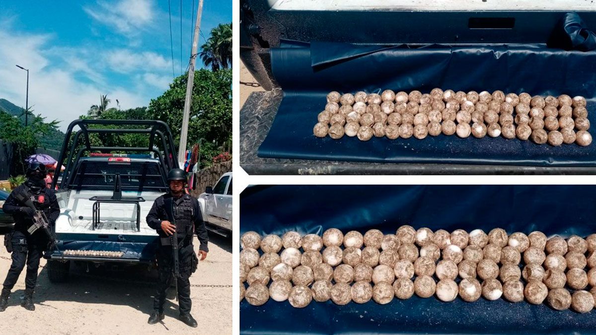 Decomisan huevos de tortuga en Acapulco