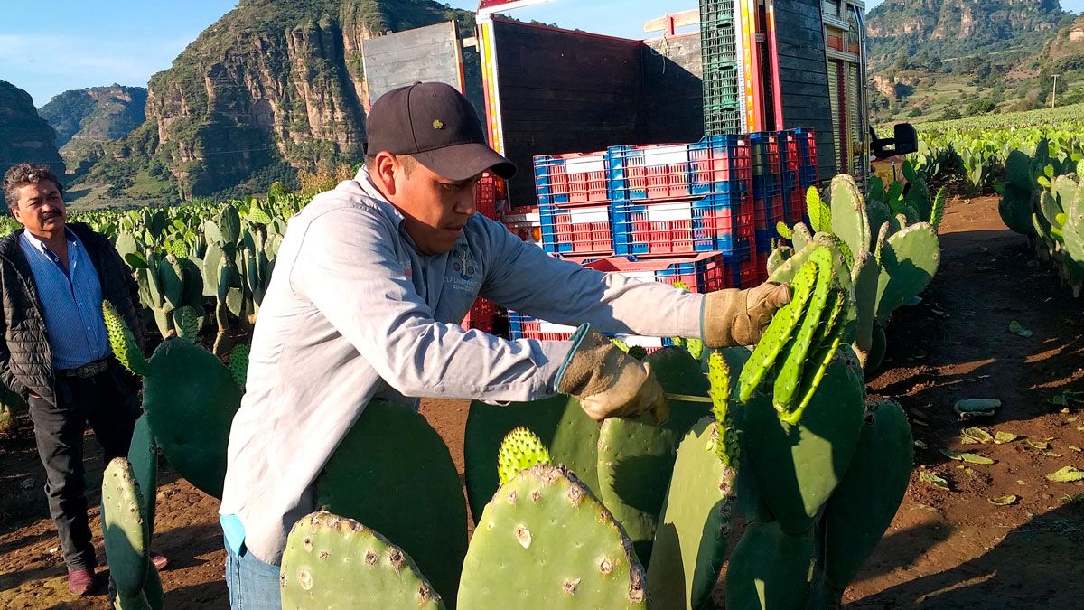 Recorren Centro de Acopio de Nopal en Tlalnepantla