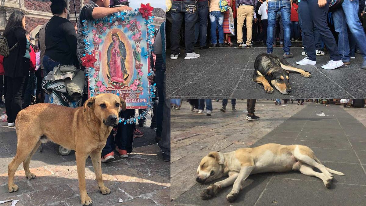 Los perros peregrinos abandonados en la Basílica