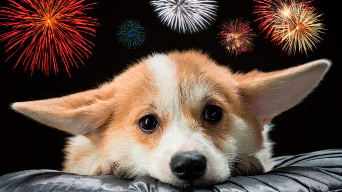 Conoce los efectos de la pirotecnia en los animales