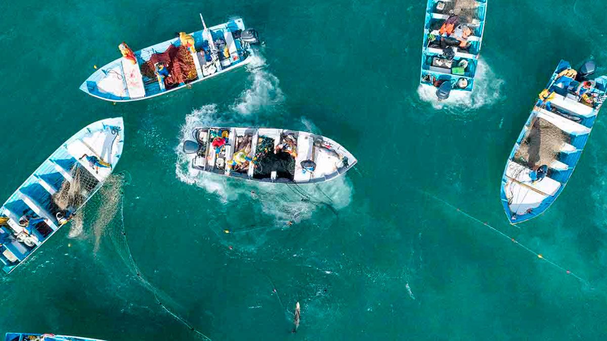 Busca Gobierno proteger a la vaquita marina