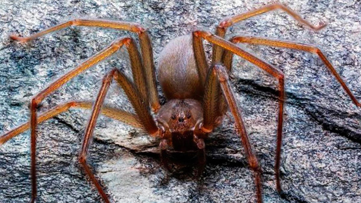 Descubren especie de araña violinista en el Valle de México