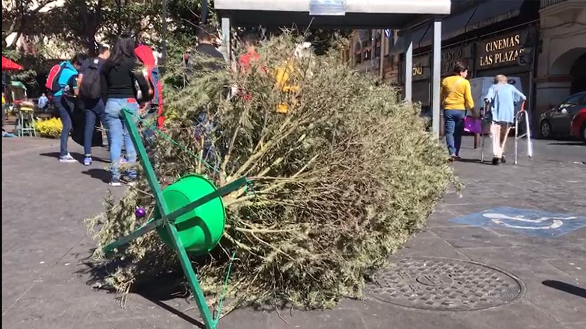 24 Morelos Árbol Navideño