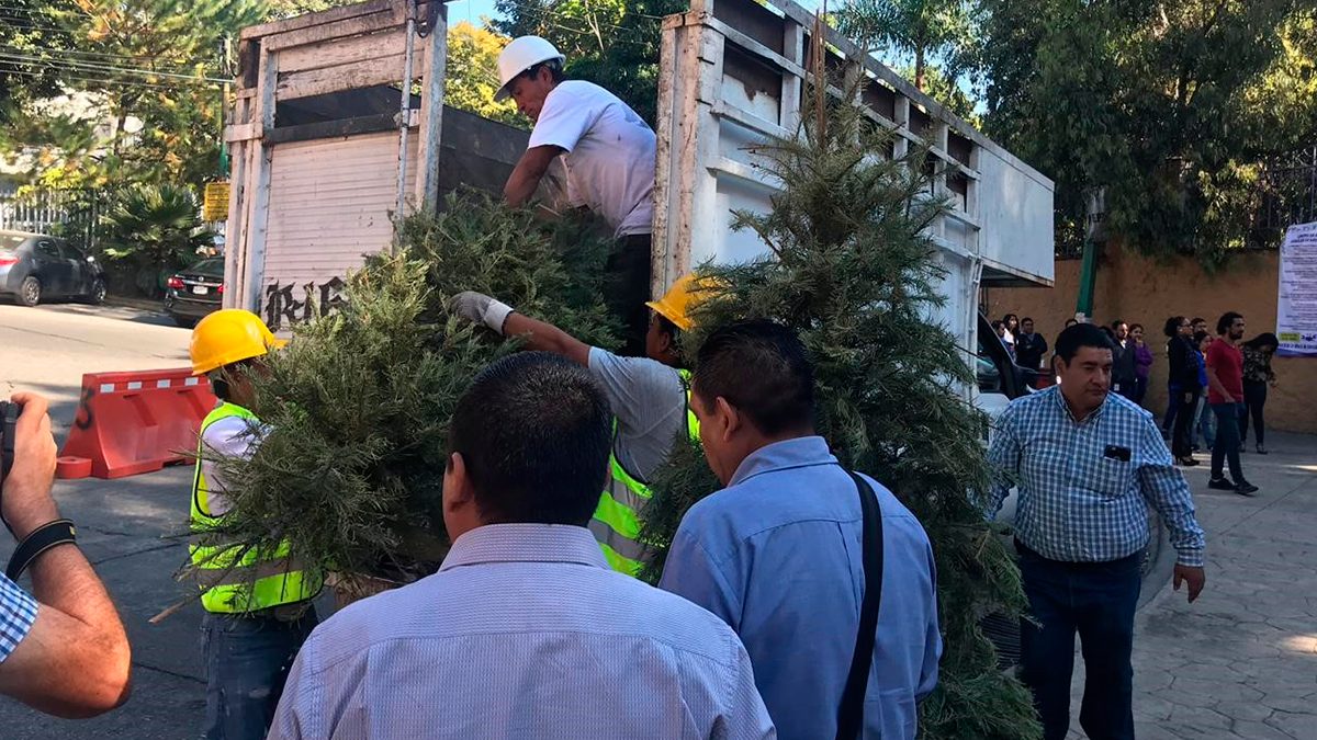 Amplían campaña de acopio de árboles navideños