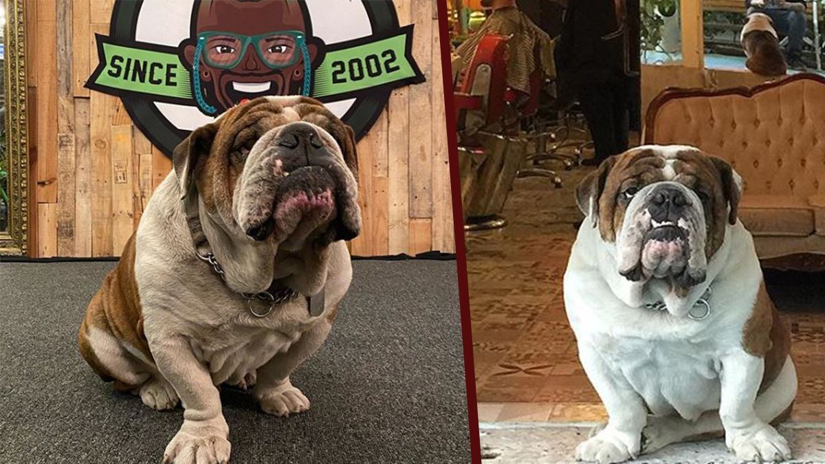 24 Morelos Emilio Perrito Secuestrado