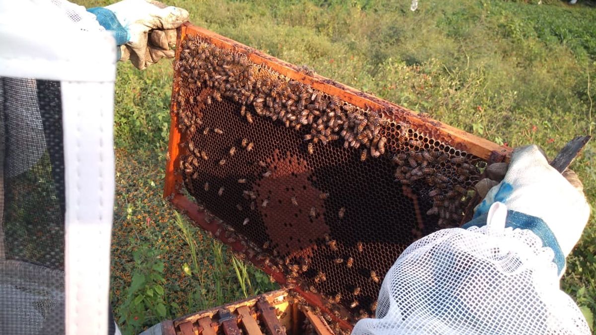 24 Morelos Miel Abejas