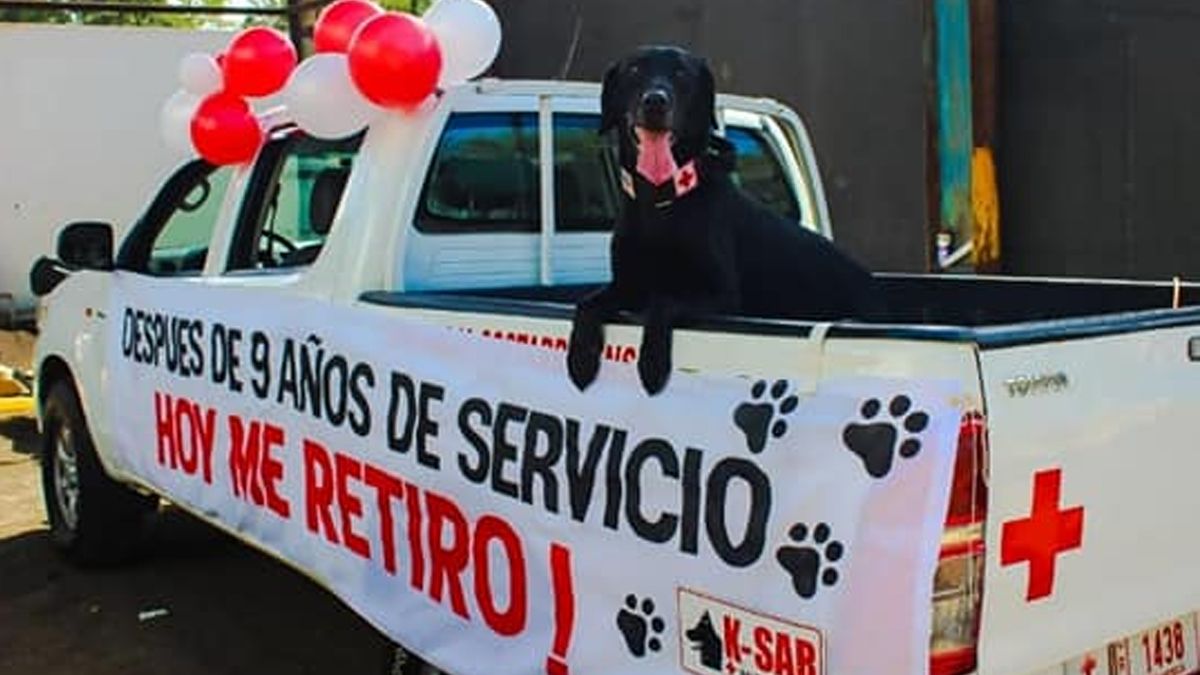 24 Morelos Perro rescatista