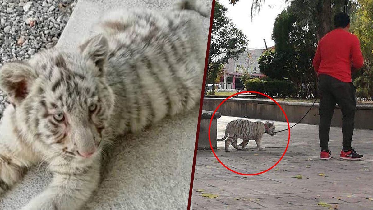 24 Morelos Tigre Siberiano