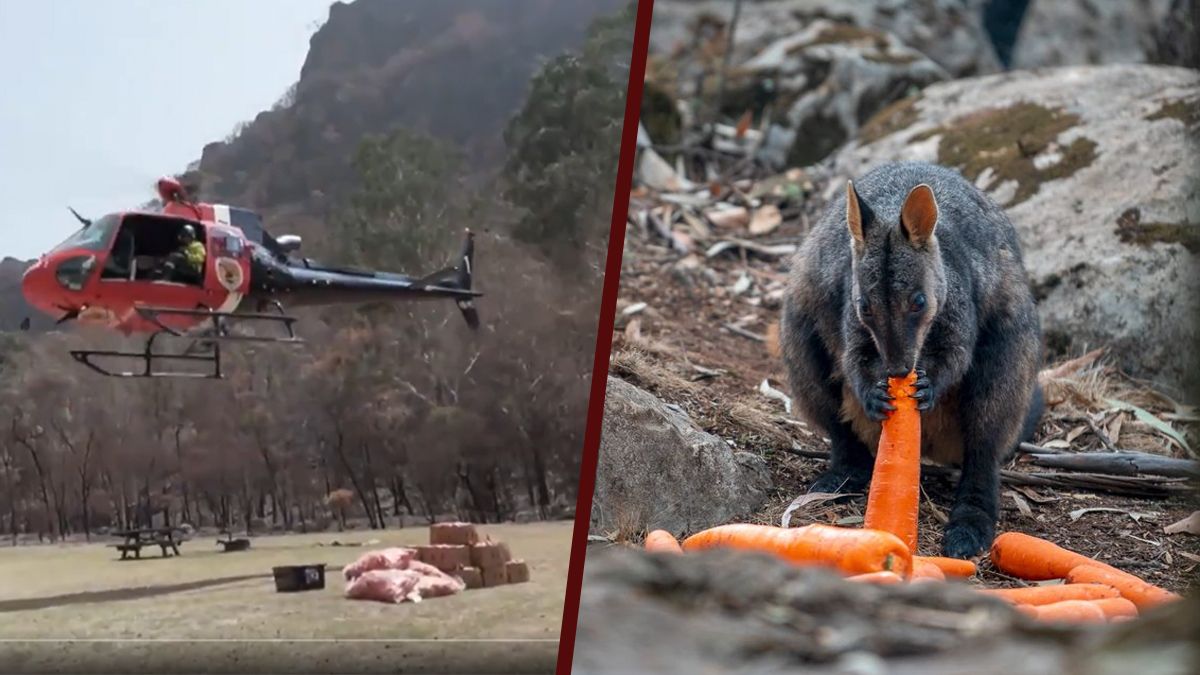 24 Morelos Animales Australia