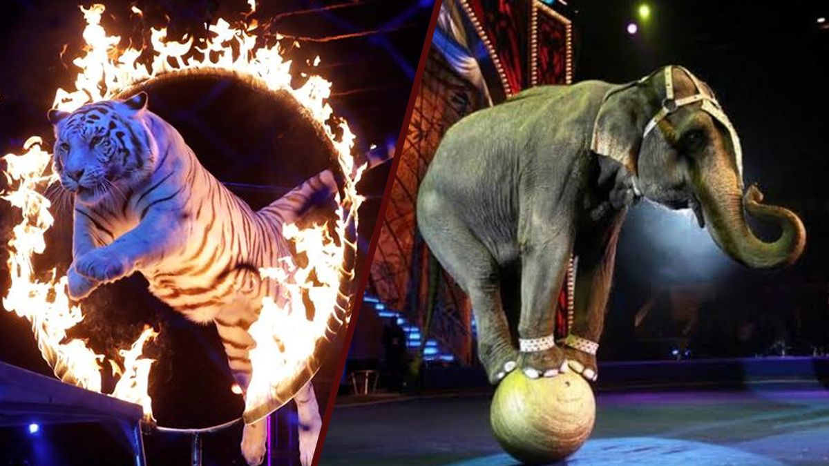 24 Morelos Animales de Circo