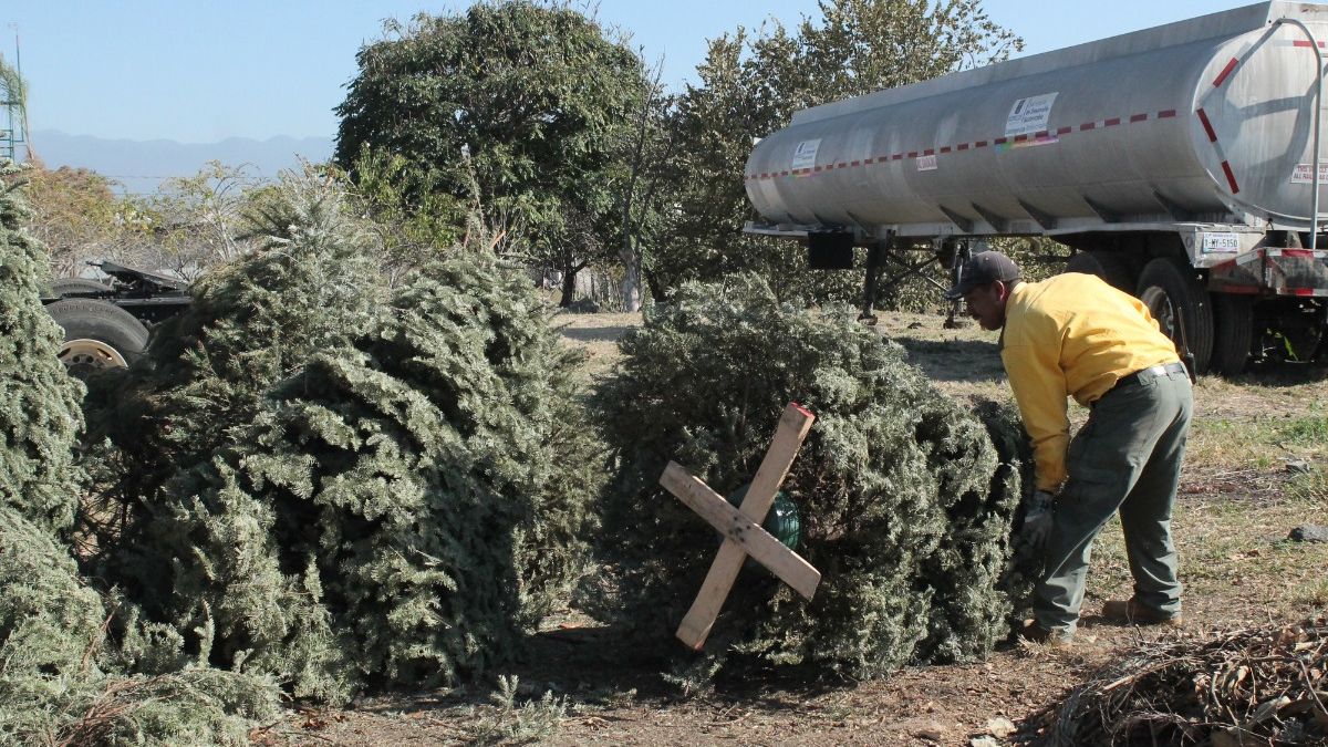 Acude a un centro de acopio a dejar tu árbol de Navidad