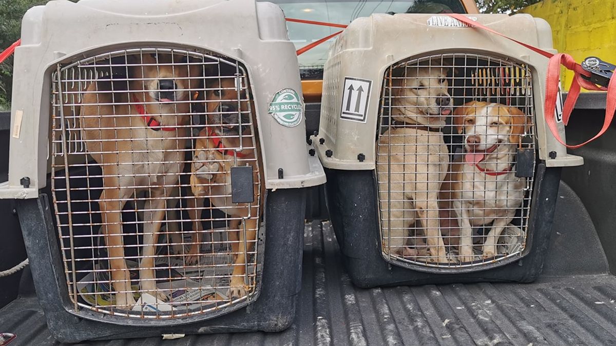 24 Morelos Perritos Callejeros