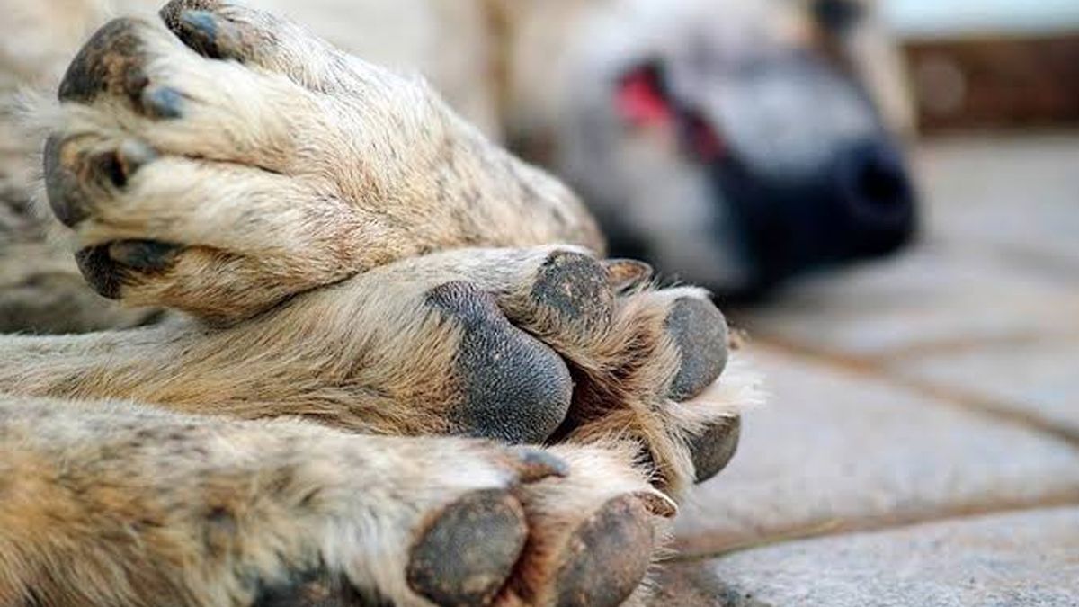 24 Morelos Perro Envenenado