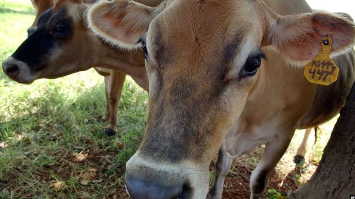 24 Morelos Reses vaca ganado