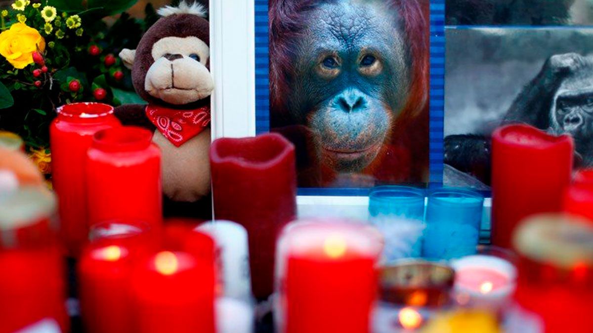 Provocaron incendio en zoológico de Alemania, madre e hijas se entregan