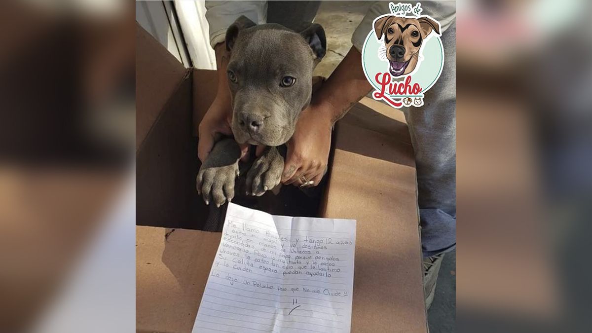 24 Morelos Cachorro en adpción perro