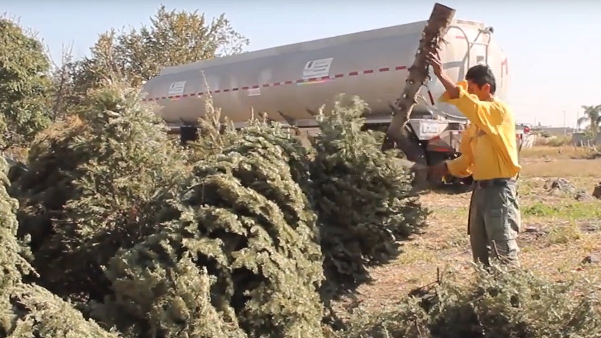 24 Morelos Árboles Navidad