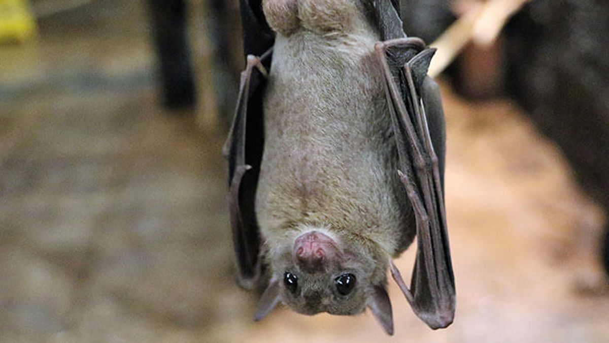 24 Morelos Murciélago