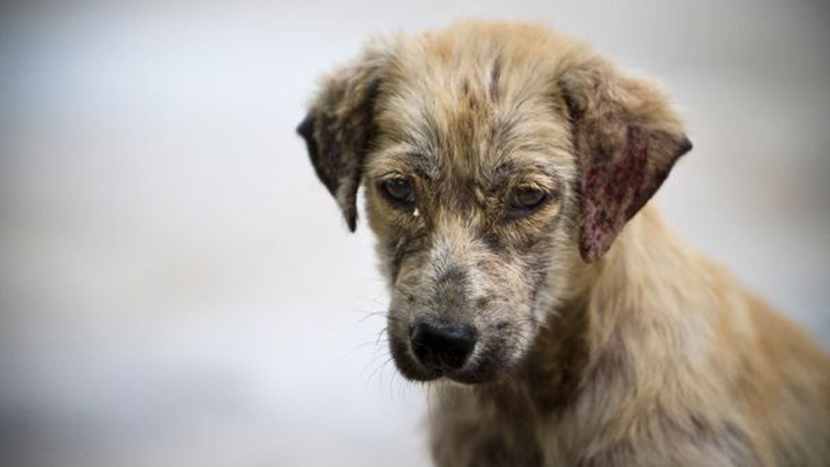 24 Morelos perro maltratado