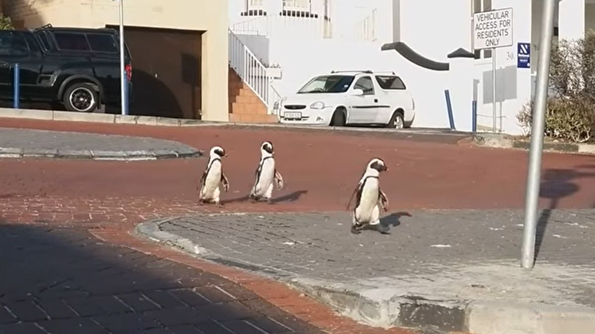 24 Morelos Pingüinos