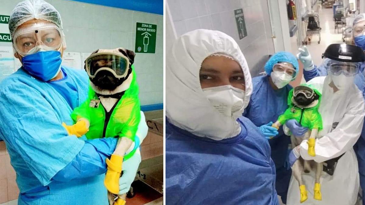 24 Morelos Perro terpaeuta covid