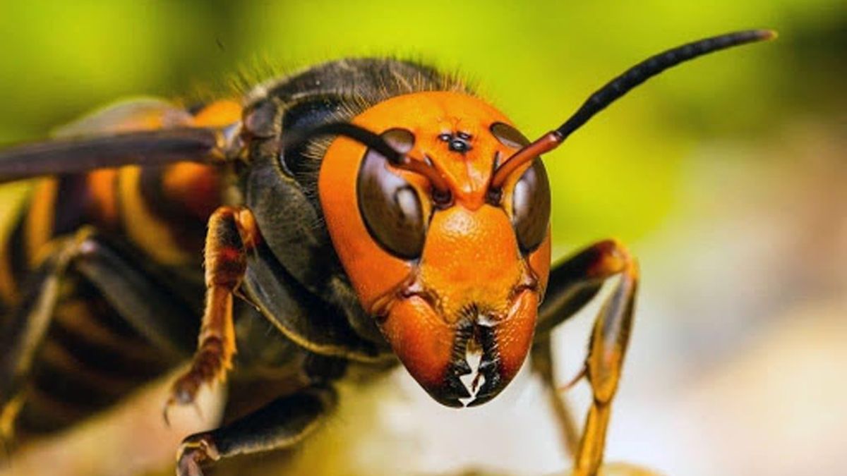 24 Morelos avispones asesinos