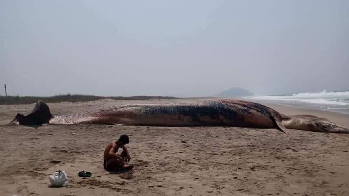 24 Morelos Ballena muerta playa