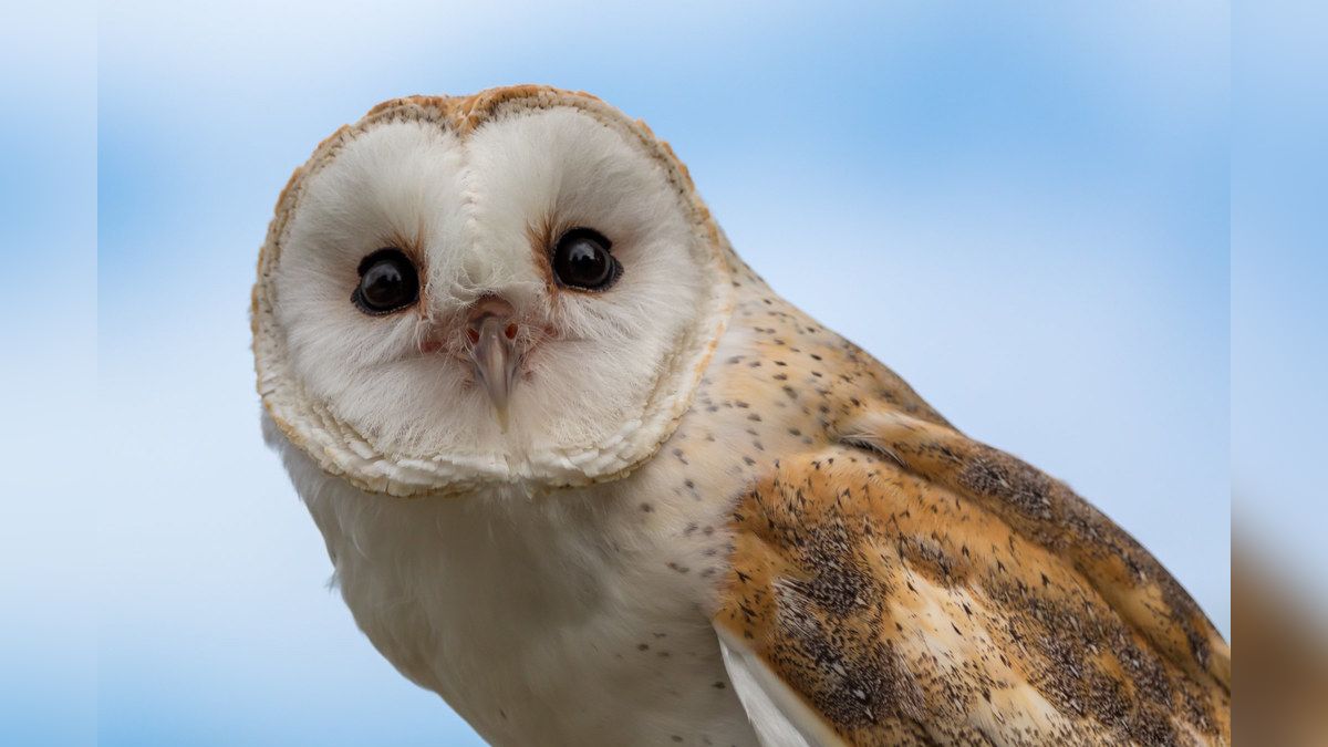 24 Morelos lechuza animales aves