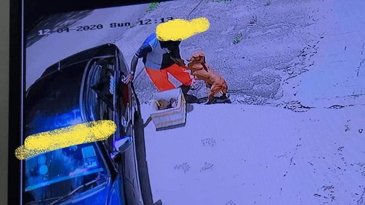 24 Morelos Perritos abandonados