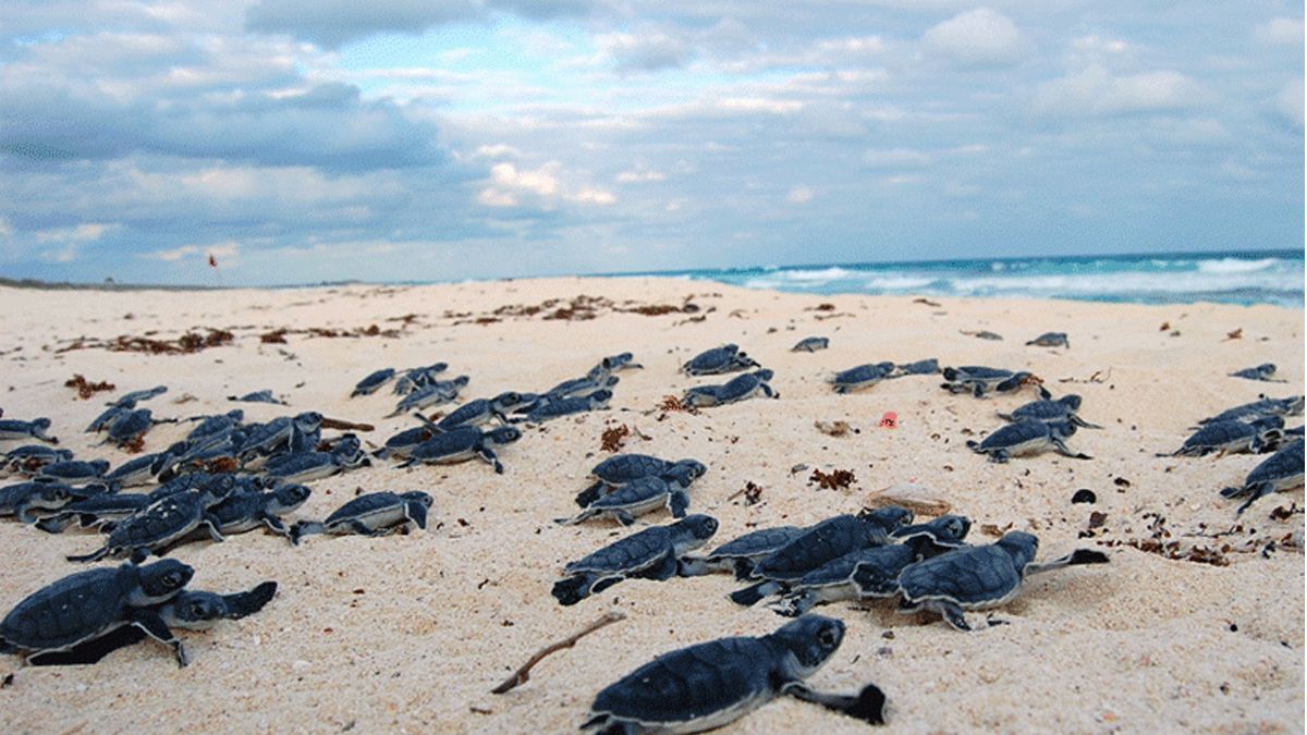 24 Morelos Tortugas playa