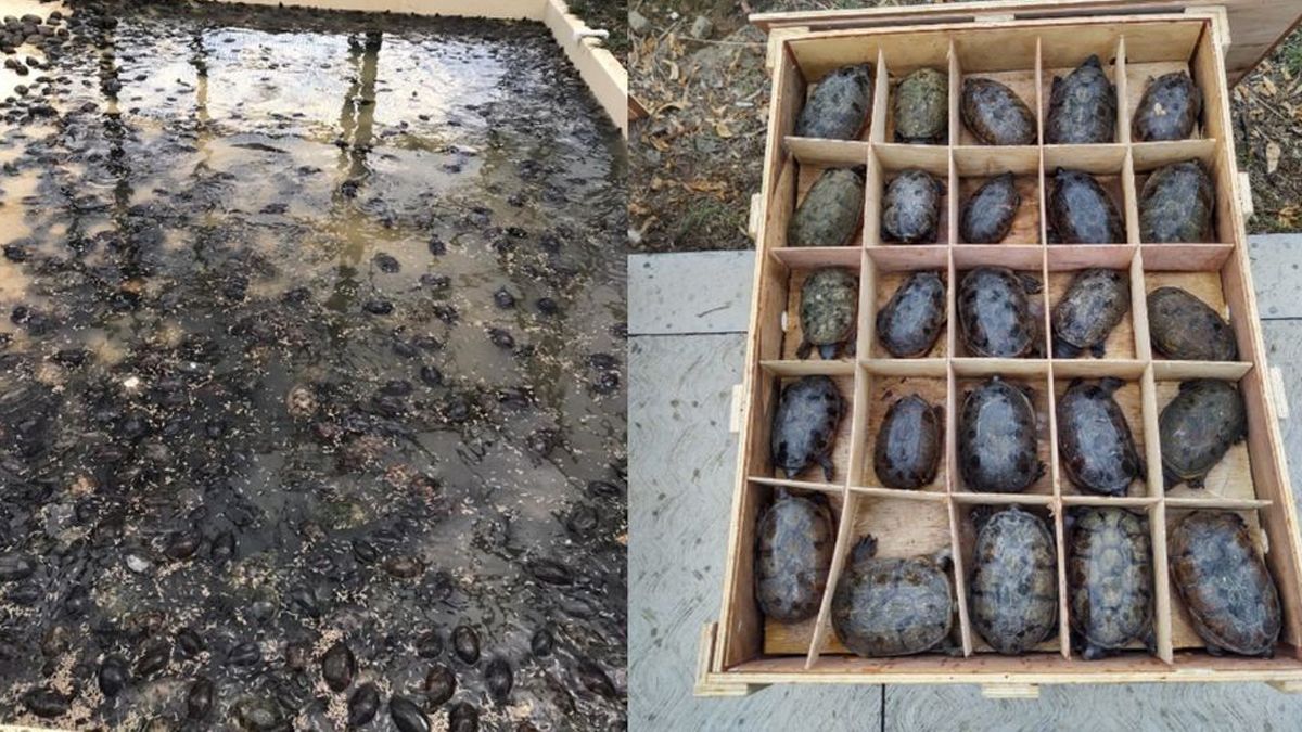 ¡Salvan 15 mil tortugas que iban a China!