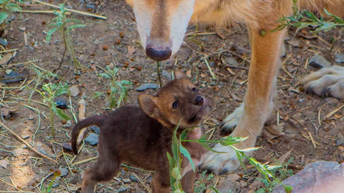 24 Morelos Lobo mexicano