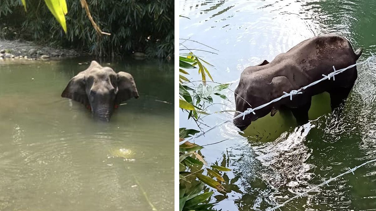 24 Morelos elefante India