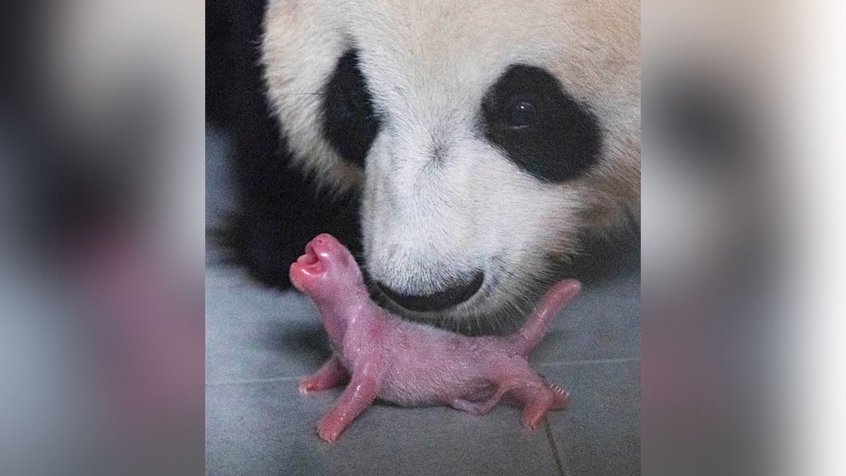 24 Morelos Panda Corea del Sur