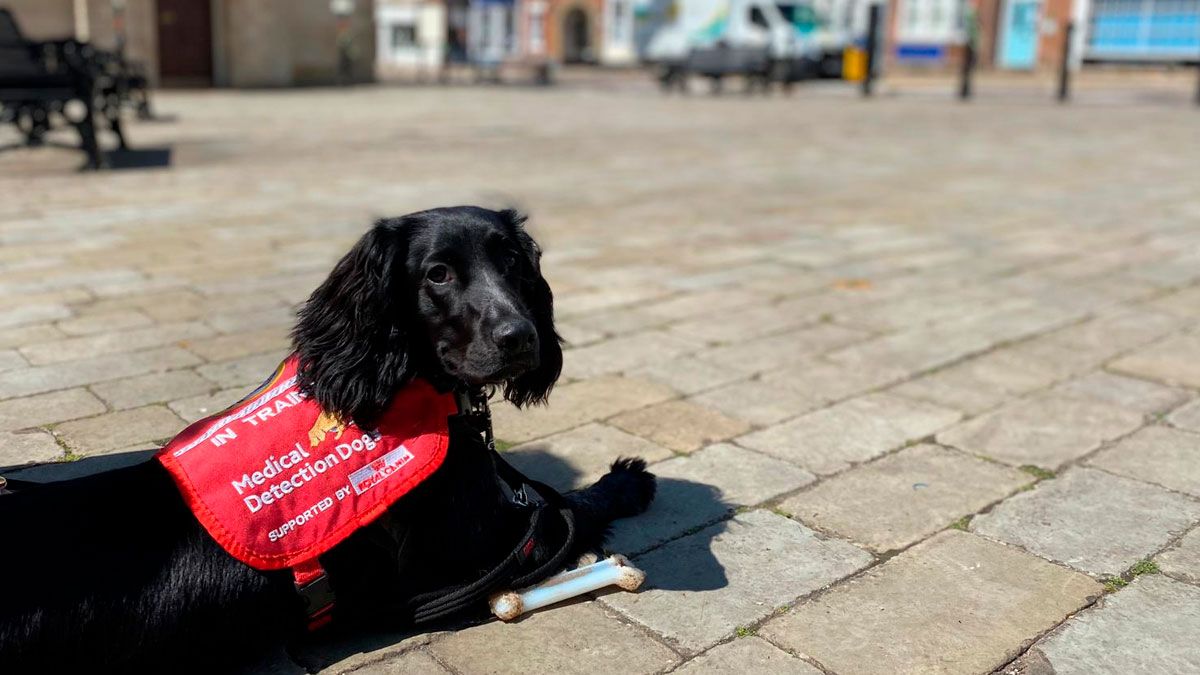 Perros sí podrían ayudar a detectar el COVID-19 en humanos