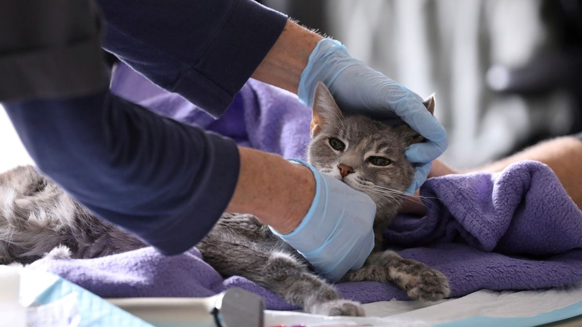 24 Morelos Gato COVID