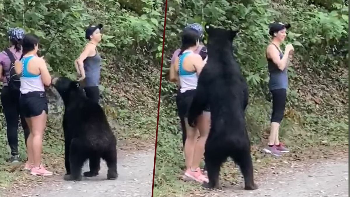 24 Morelos oso negro monterrey