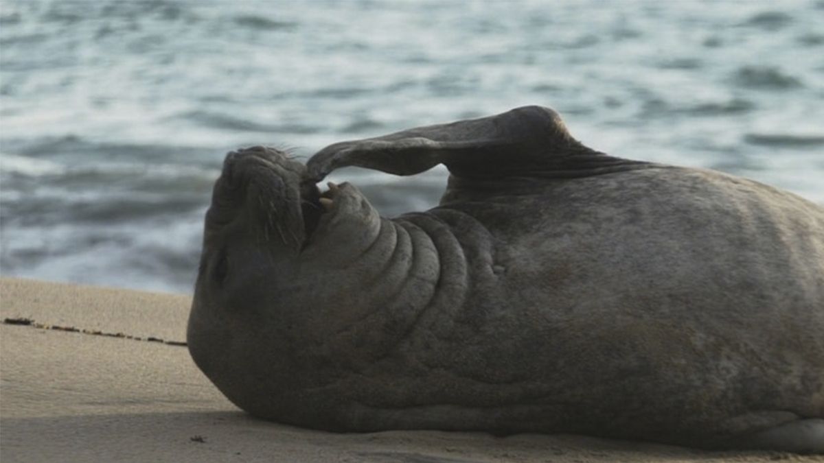 24 Morelos Elefanta Marino Panchito