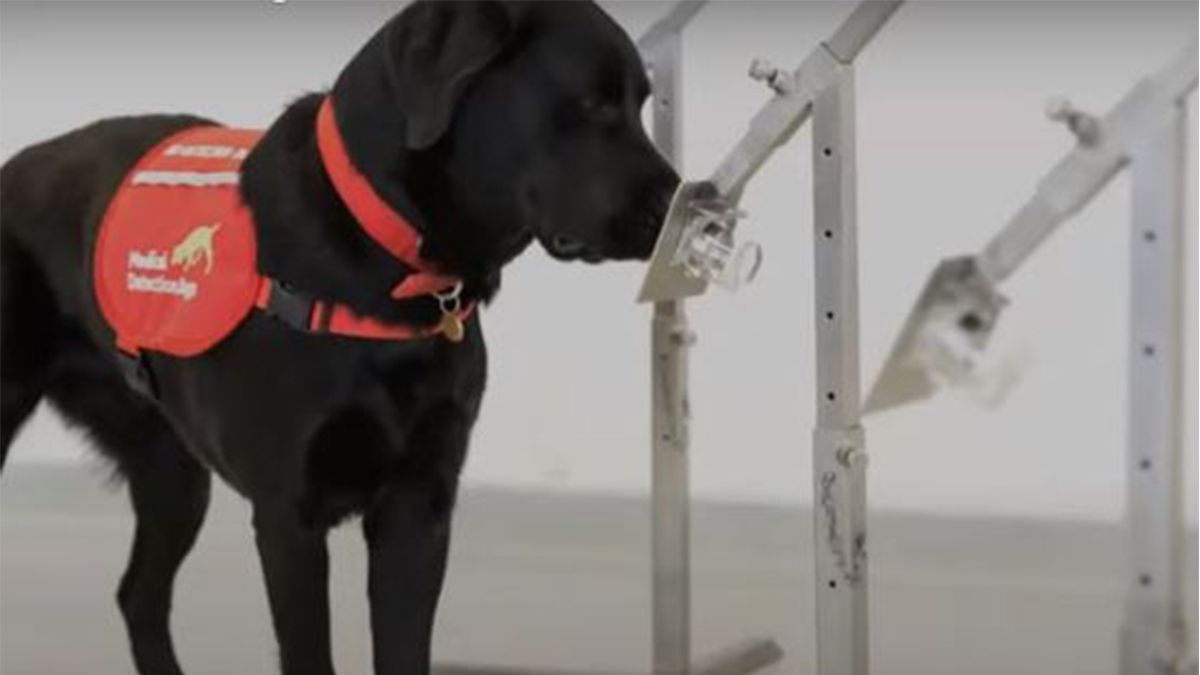 24 Morelos Perrito detecta covid