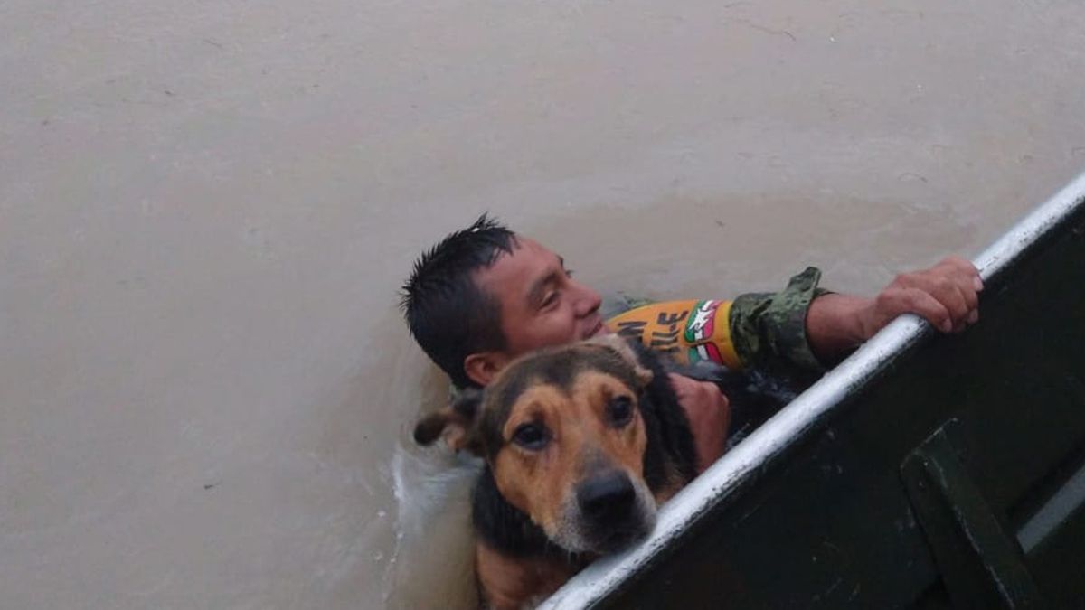24 Morelos Perro rescatado de huracán Hanna