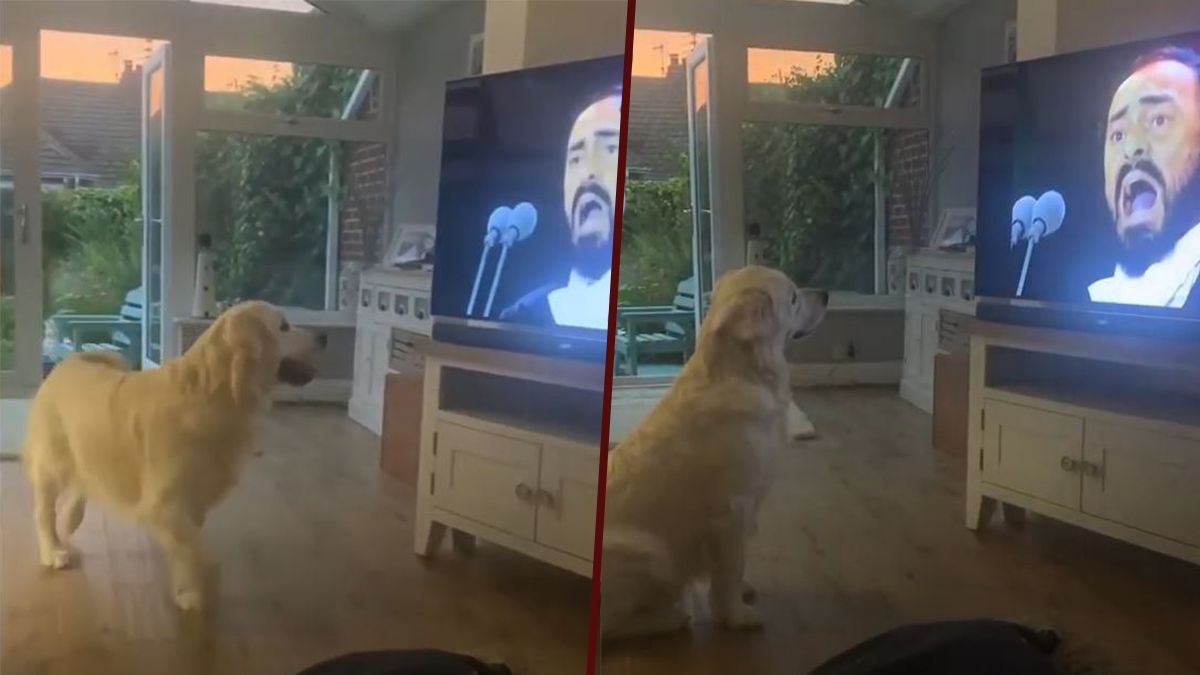 24 Morelos Perro es conquistado por Pavarotti