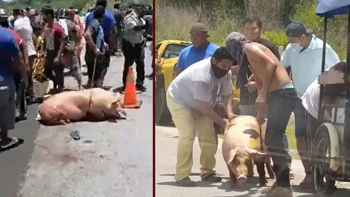 24 Morelos Rapiña de cerdos