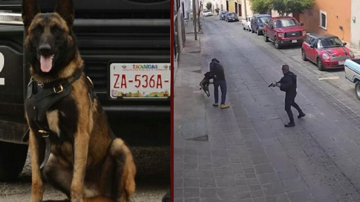 24 Morelos Perro Policía Rocko