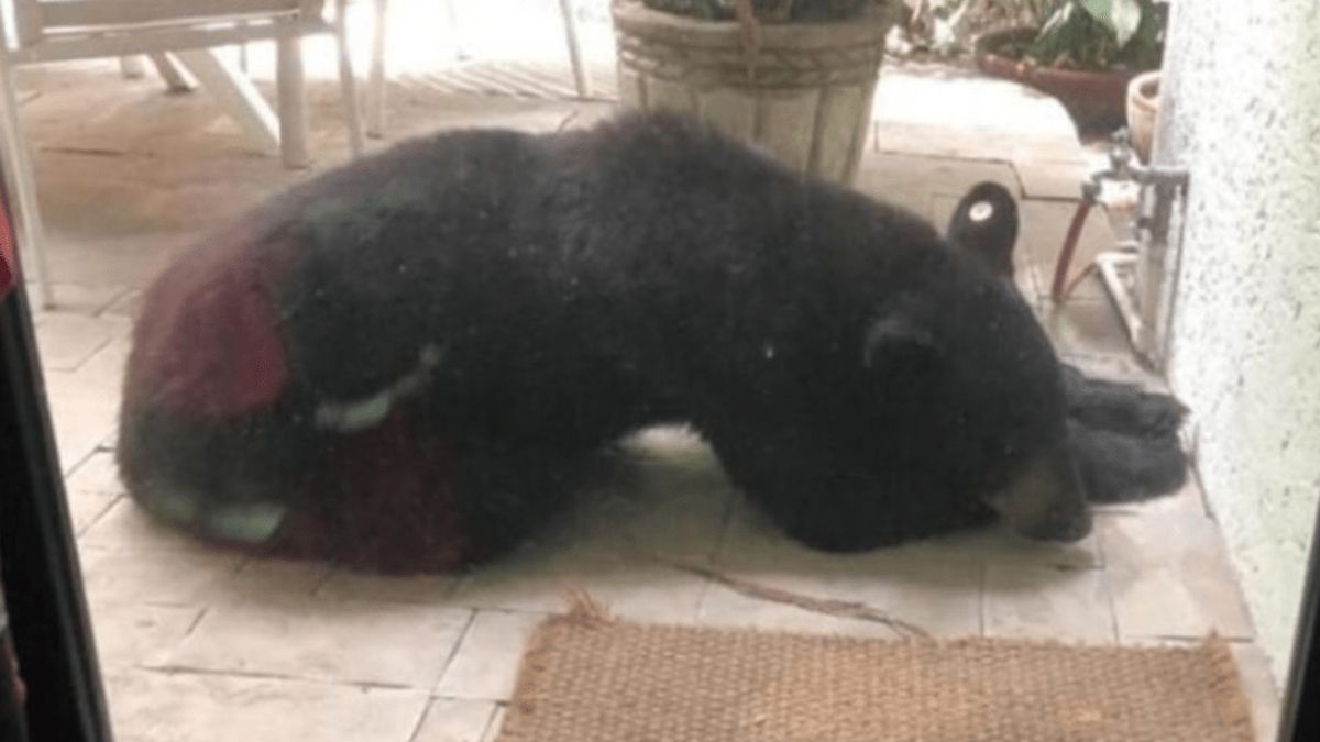 24 Morelos Oso Monterrey