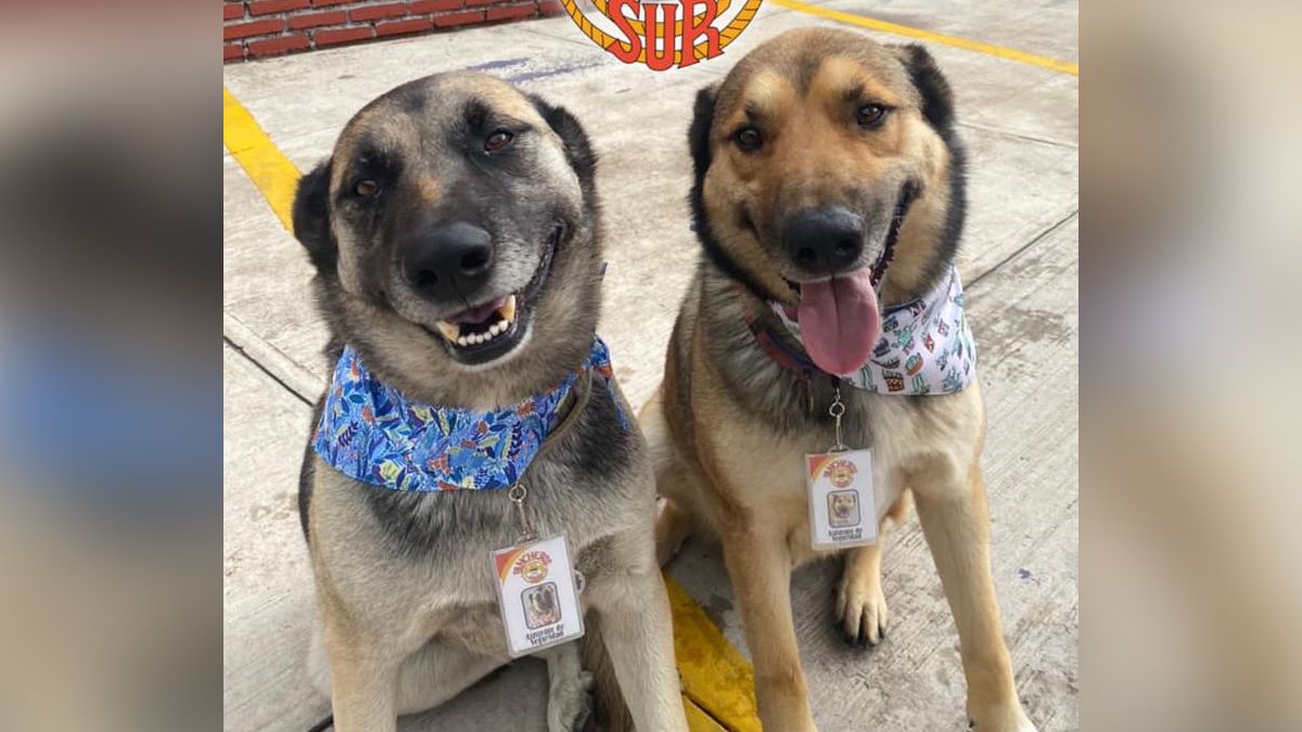 24 Morelos Perros rescatados